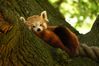 Red Panda " Just Chillin "