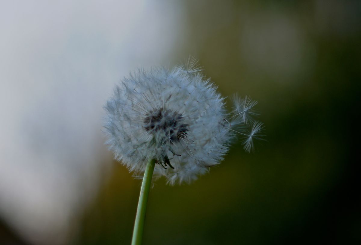 Dandelion
