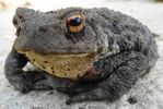 Cute froggy
