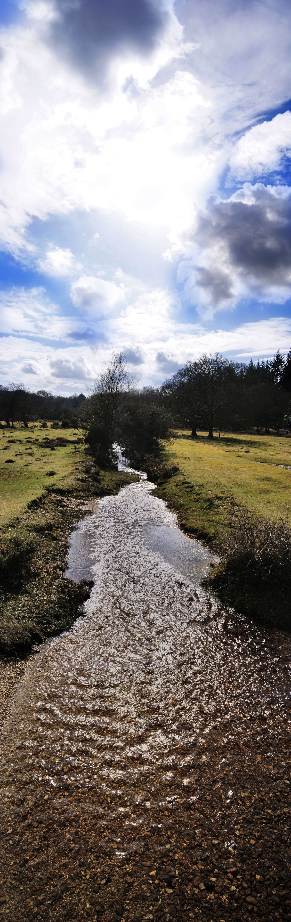 New Forest - Into Nature