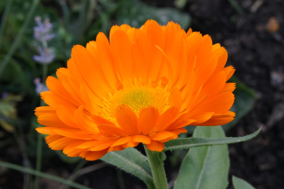 Orange flower