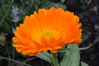 Orange flower