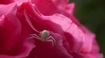 l'araignée albinos dans son lit de rose...