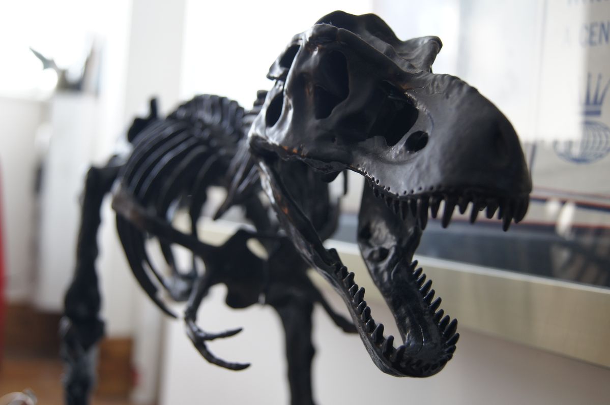 A model T-Rex in my front room.  A55 with standard lens.