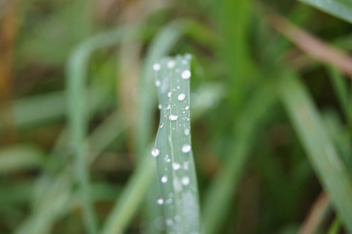 SONY DSC