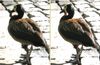 3d Vogels