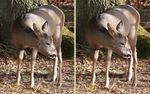 el venado