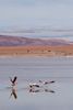 Famille de flamants roses sur l'Altiplano bolivien