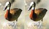 pato en 3D