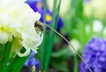 l'abeille