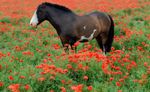 et les coquelicots