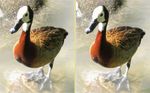 pato 2