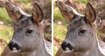cerfs