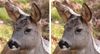 cerfs