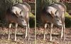cerfs affamés