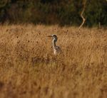 Heron