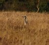 Heron