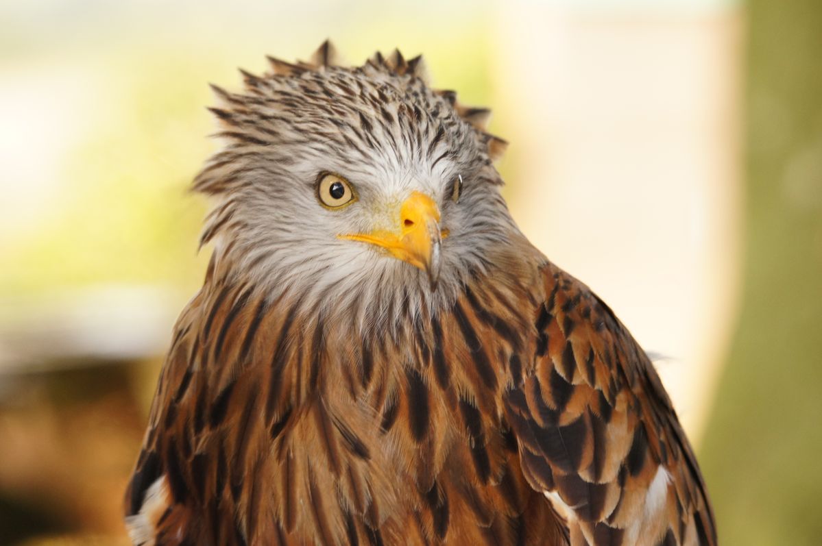 Red Kite