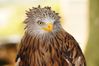 Red Kite