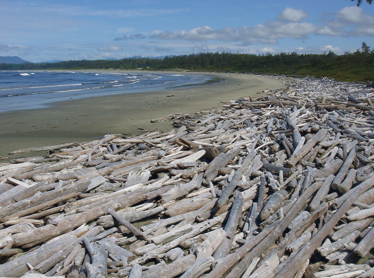 Driftlogs on the Pacific Coast - Canada off Vancouver Island