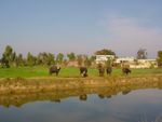 COWS IN KUNJAH