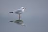 This chap is stood on a frozen lake at our local Nature Discovery Center.