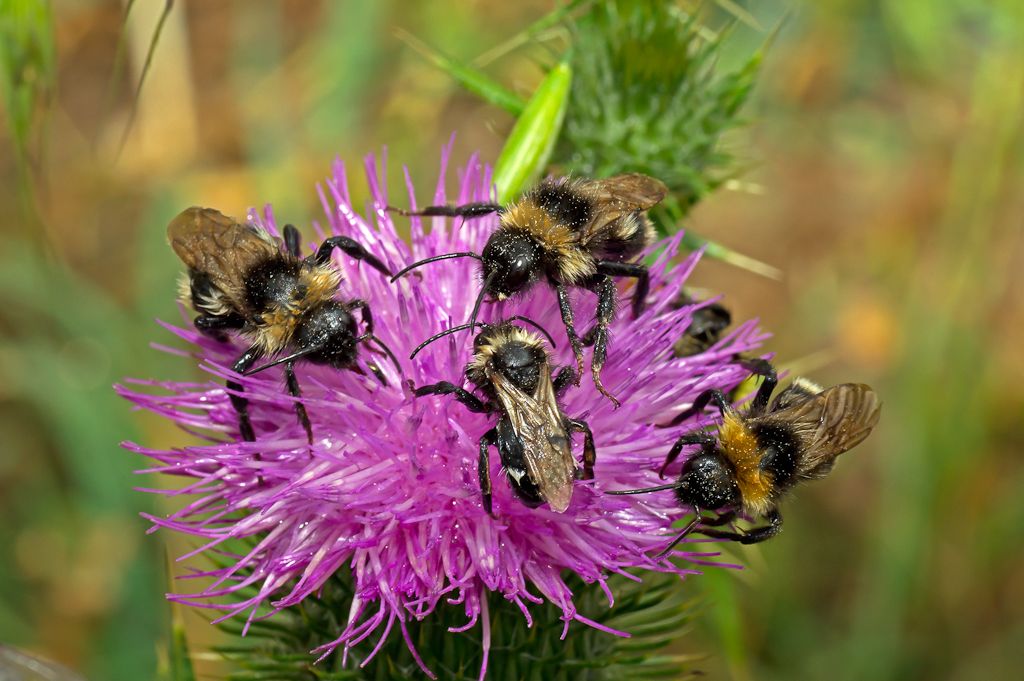 This poor chaps got caught out by a sudden down pour and spent and hour drying off on this thistle.