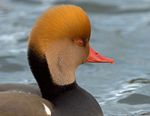 This is a Red Crested Pochard Duck but I like to call him Tufty!
