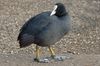 This fella was very happy to pose for me.  It love the detail and colour of its feet.