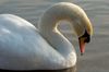 I have never seen a Swam asleep but I did today and they are graceful even when they are asleep.