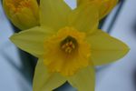 Sony Nex 5N with 30mm macro lens