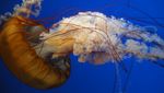 A day out in Vancouver Aquarium, 30/01/2012