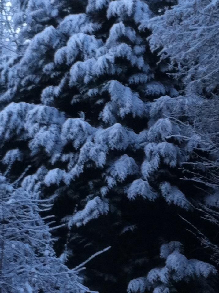 le sapin envahie par la neige