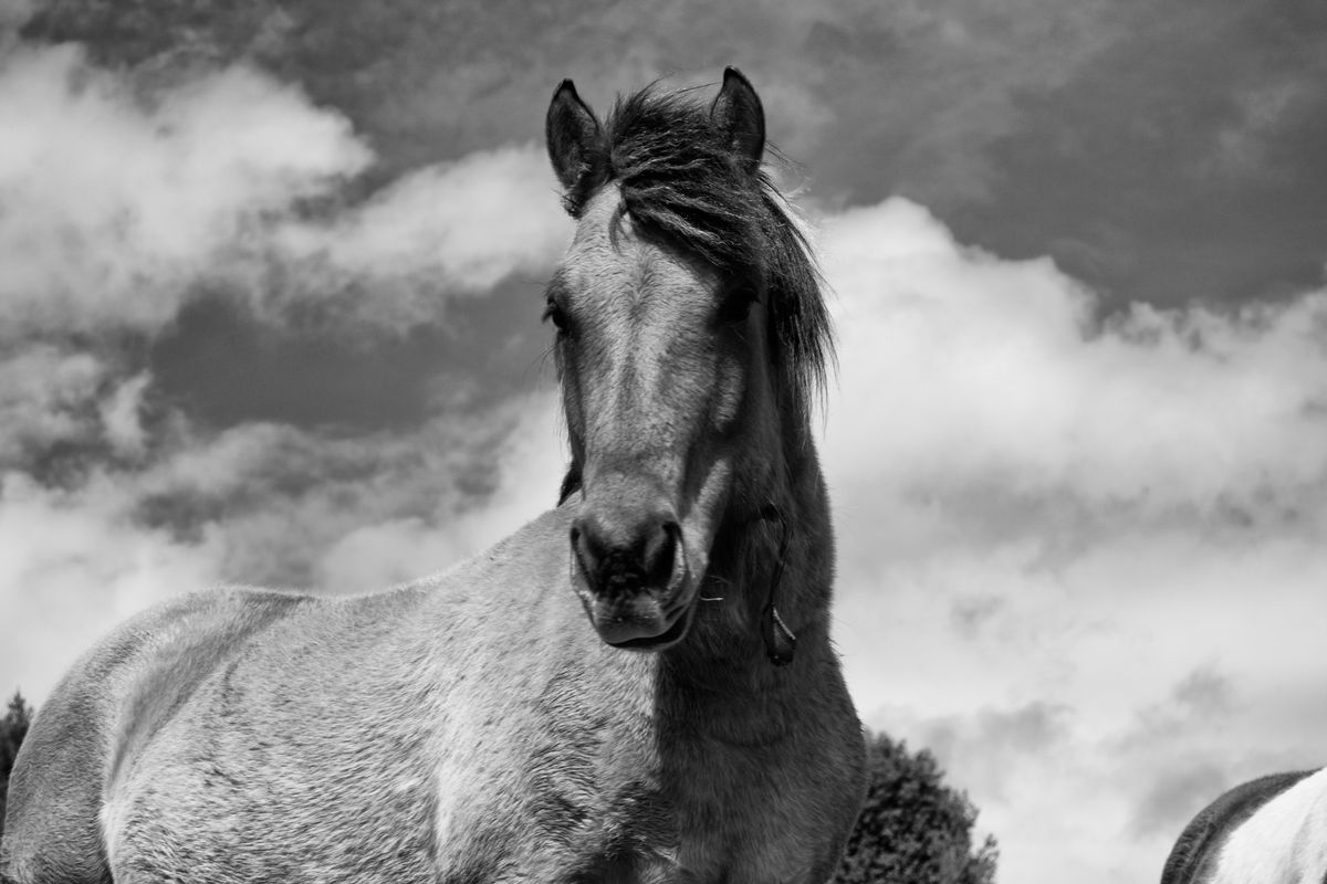 Mustang