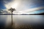 Solo Tree at Millarochy Bay on Loch Lomond.