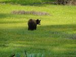 Bear in Meadow, Sequoia National Park, California, United States. Shot with Sony HX1.