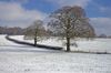 We had one day of snow and it transformed a local landscape giving it texture and depth.