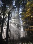 Rays of winter sun in forest