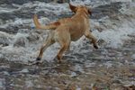 Leopold chasing waves...