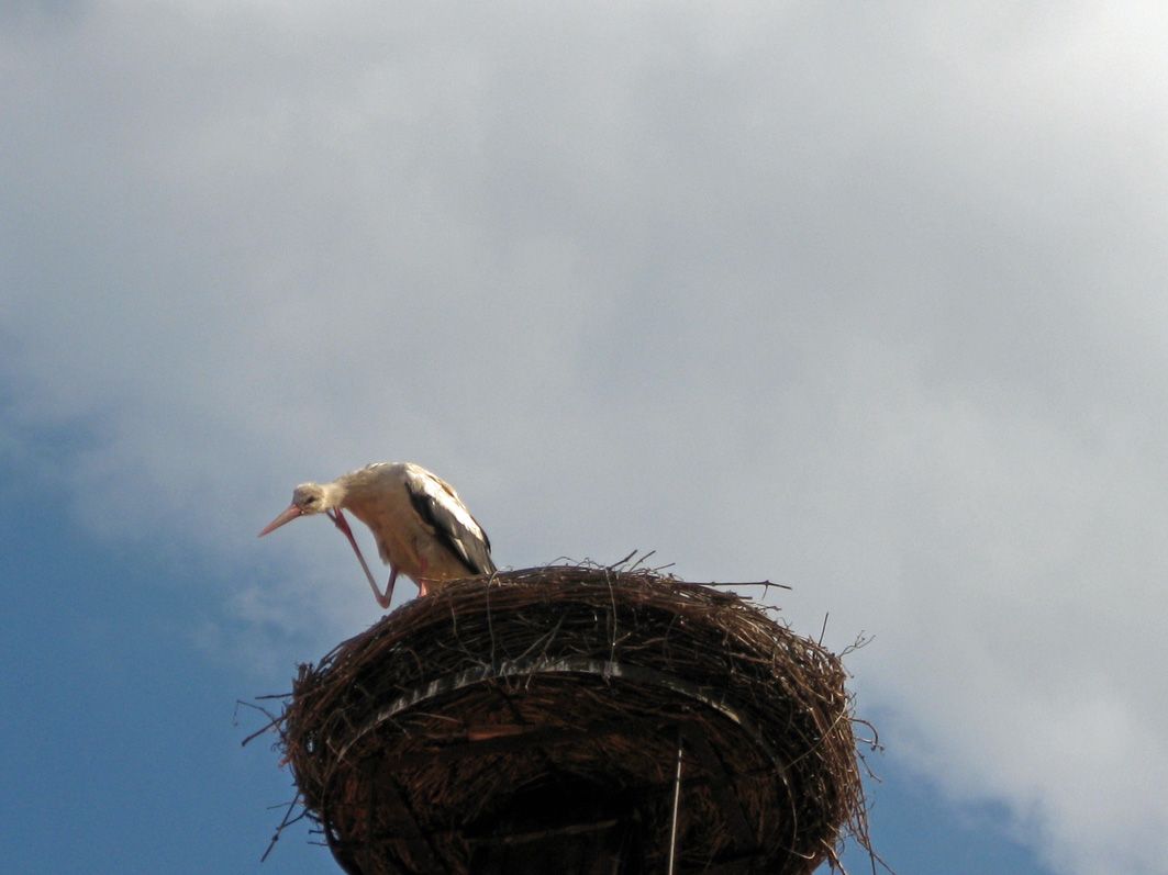 Storch