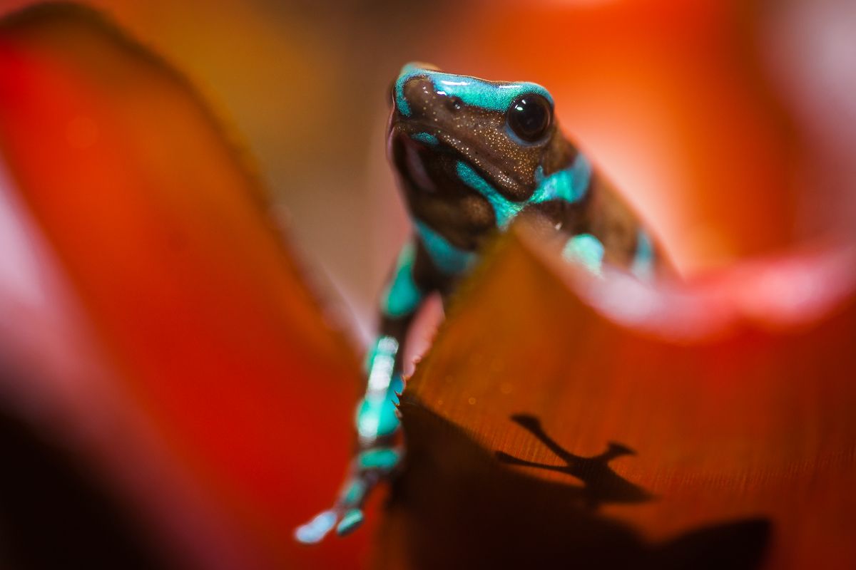 Dendrobates Auratus Bronce (Panama Special), Goldbaumsteiger