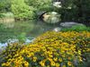 Flowers in Central Park