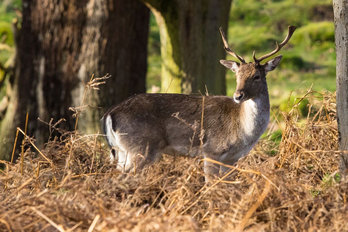 Spent some time in Richmond Park trying out a new lens and it was interesting to being able to capture some true wildlife. Really happy with this