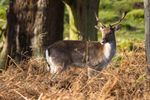 Spent some time in Richmond Park trying out a new lens and it was interesting to being able to capture some true wildlife. Really happy with this