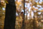 Autumn's moment in the forest