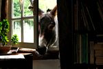 Curious Donkey