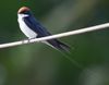 I think its a swift but just looked nice anyway