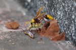 Hornet moving her offspring