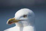 Everyone knows gulls love to pose, thankfully this guy stayed still long enough for me to get a few good shots. Location: Douglas, Isle of Man. Date: 25/03/12