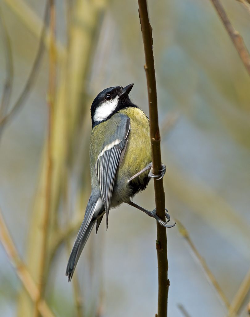 I'd love to give you the correct name for this bird but sadly Sony's safe filters do not allow it ;-}  But we all know it is a Blue ...!